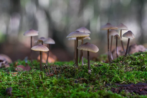 Alguns pequenos cogumelos crescem em um tronco de árvore deteriorado em outubro . — Fotografia de Stock