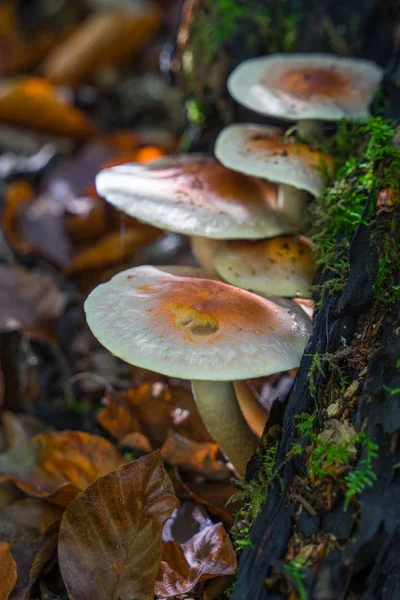 Os cogumelos crescem no lado de um toco de árvore. Foco seletivo . — Fotografia de Stock