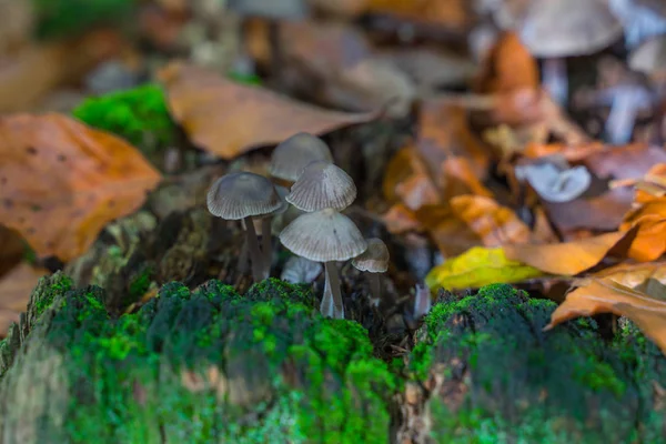 나무 그루터기에 가을 잎으로 둘러싸인 버섯들. — 스톡 사진