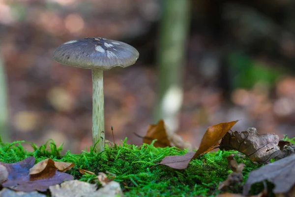 Um cogumelo na floresta outonal está em um toco de árvore . — Fotografia de Stock