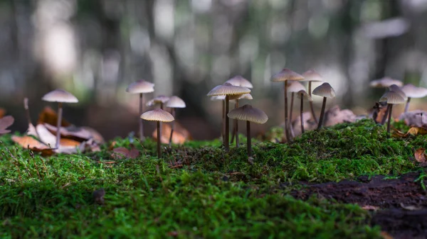 Os pequenos cogumelos crescem em um tronco de árvore decadente . — Fotografia de Stock