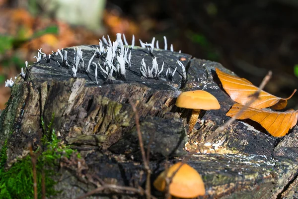 Dois tipos de cogumelos à luz do sol, cultivados em um toco de árvore . — Fotografia de Stock