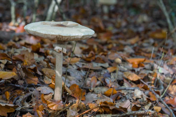 Um cogumelo com um boné plano no outono deixa no chão da floresta . — Fotografia de Stock