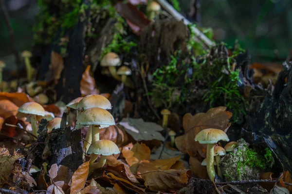 Alguns cogumelos pequenos na floresta outonal arround um toco de árvore . — Fotografia de Stock