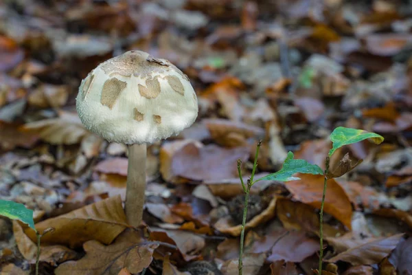 Um cogumelo com tampa redonda em folhas de outono no chão da floresta . — Fotografia de Stock