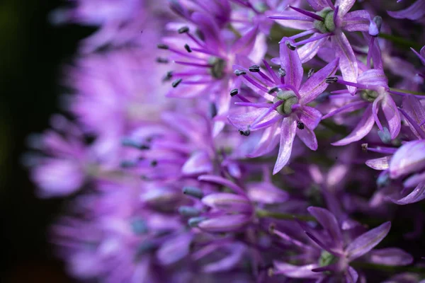 Close-up along a flower umbel of a ornamental onion in bloom. — Stock Photo, Image