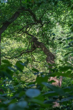 Bir ağaç yamaçta, nehir ormanlarının çalılığında yetişiyor. Güneş, güzel bir yaz gününde sahneyi zar zor aydınlatıyor..