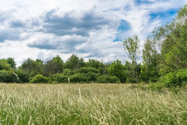 View Wild Grassy Area Grove Beautiful Early Summer Day — Stock Photo, Image