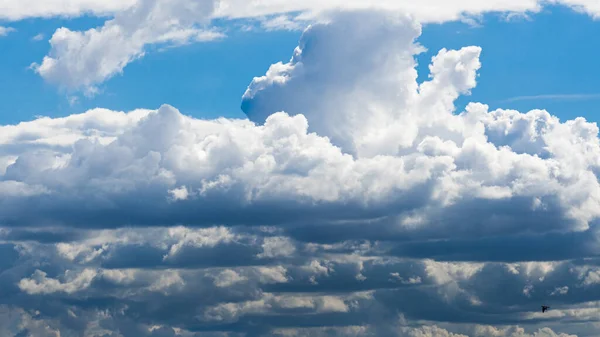 Giant clouds after the storm with a small pigeon in front of the scenery.