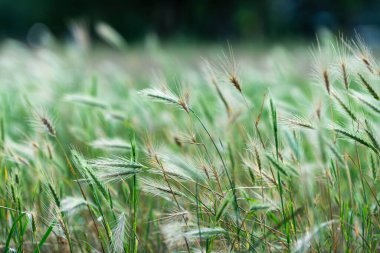 Parktaki yol kenarındaki bitkinin çim tohumları..