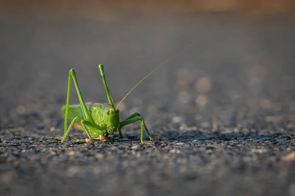 A grasshopper warms up on asphalt in the evening sun.