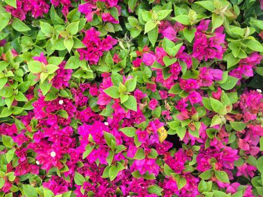 Çalı begonviller glabra closeup