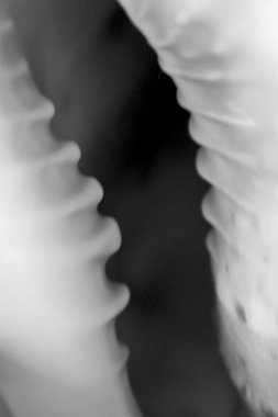 Büyük bir deniz kabuğu soyut siyah beyaz fotoğraf yakın.