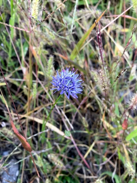 Blue Centaurea Blue Flower Grass — Stock Photo, Image