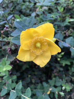 Yeşil yapraklı arka planda bir sarı çiçek