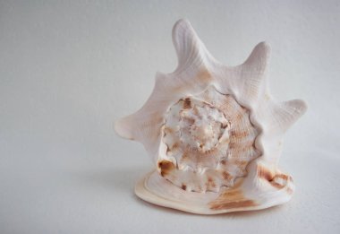 Beyaz arka planda büyük bir deniz kabuğu olan Cassis cornuta.