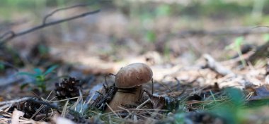 Ormanda büyüyen mantar