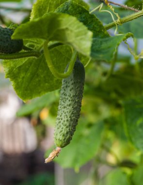 Parlak yeşil salatalık.