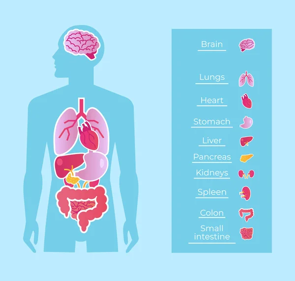 Homem Humano Pessoas Anatomia Órgãos Internos Sistema Banner Esquema Cartaz —  Vetores de Stock