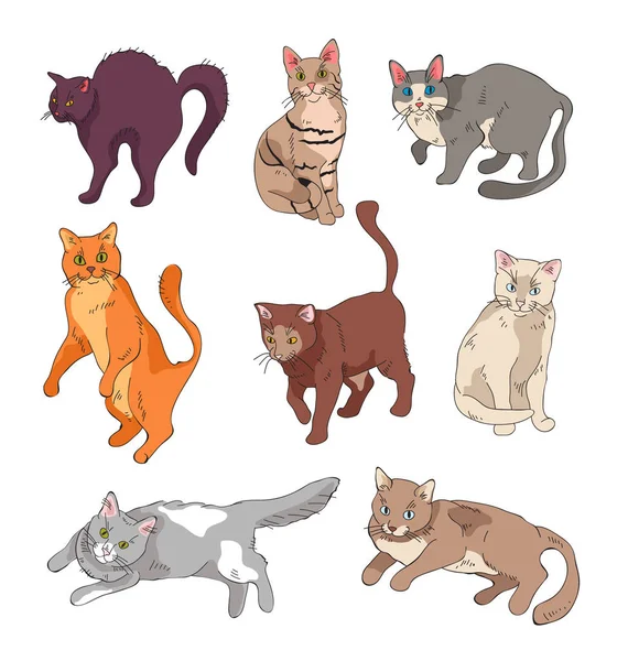 Lustige Katzen Verschiedenen Positionen Handgemachte Zeichnung Isoliertes Illustrationsset — Stockvektor