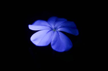 tayland dağda ormanda çiçek rengi mavi