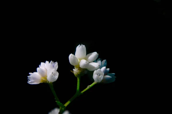 Kwiat Kolor Biały Lesie Tajlandii — Zdjęcie stockowe