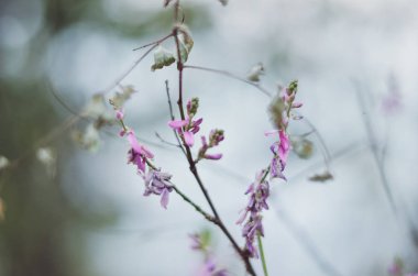dağ tayland ormanda ağaç üzerinde küçük çiçek