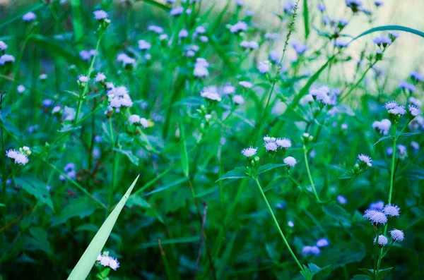 Květinová Barva Fialová Louce Zahradě — Stock fotografie