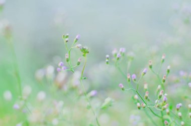 bahçede çayırda çiçek