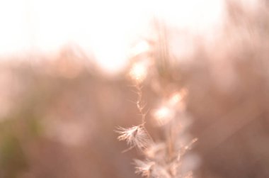 bahçede çayırüzerinde çim