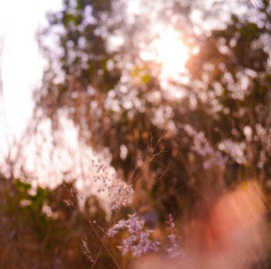 bahçede çayırüzerinde çim