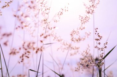 dağda bahçede çayırüzerinde çim