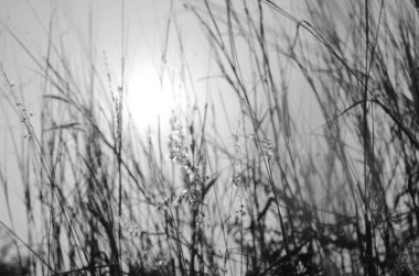 bahçede çayırüzerinde çim