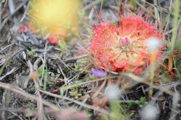 Цветок Красный Лугу Саду — стоковое фото
