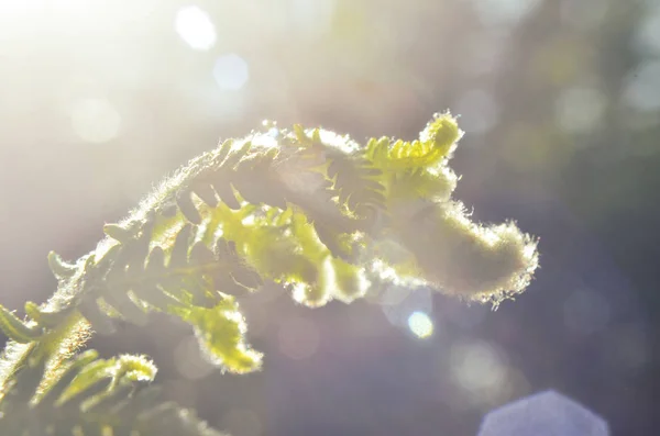 macro fern green on soil and tree in forest