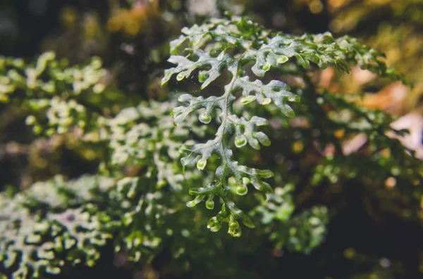 macro fern green on soil and tree in forest