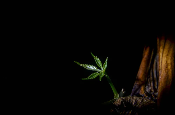 macro fern green on soil and tree in forest