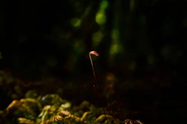 Macro Felce Verde Terreno Albero Nella Foresta — Foto Stock