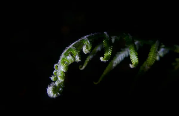 Macro Felce Verde Terreno Albero Nella Foresta — Foto Stock