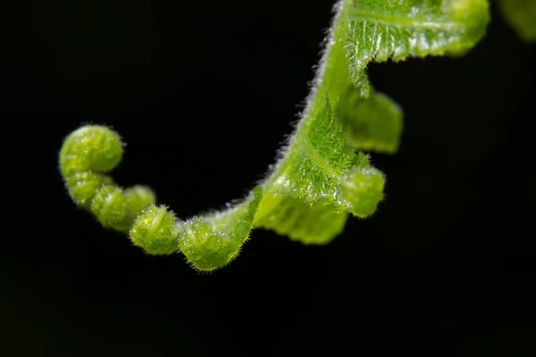 Macro Fougère Verte Sur Sol Arbre Forêt — Photo