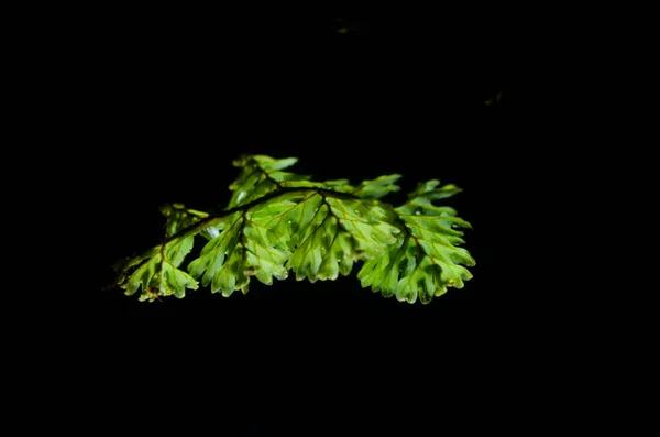 macro fern green on soil and tree in forest