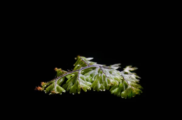 Macro Helecho Verde Suelo Árbol Bosque —  Fotos de Stock