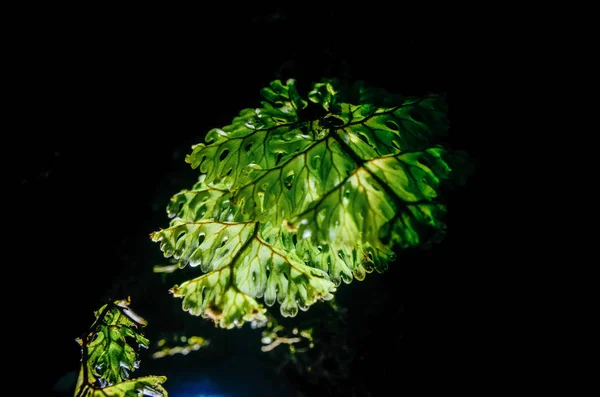 Macro Helecho Verde Suelo Árbol Bosque —  Fotos de Stock