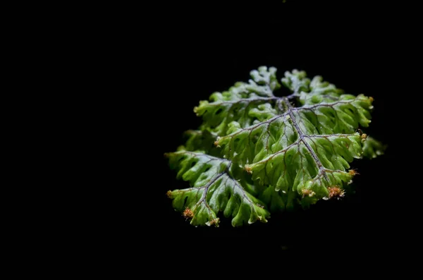 Macro Felce Verde Terreno Albero Nella Foresta — Foto Stock