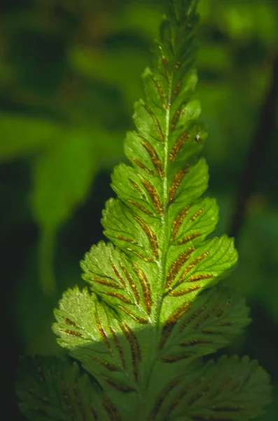 Macro Felce Verde Terreno Albero Nella Foresta — Foto Stock