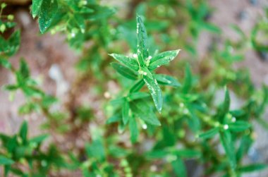 bahçede çayırda çim yeşil