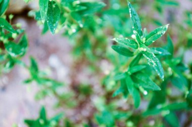 bahçede çayırda çim yeşil