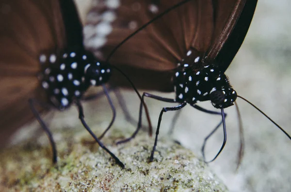 Бабочка Сидела Скале Лесу Водопадом — стоковое фото