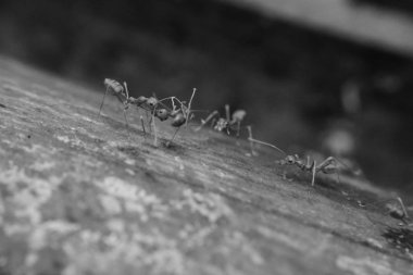 Tayland dağlarında bir ormanda bir ağaç üzerine tünemiş karıncalar