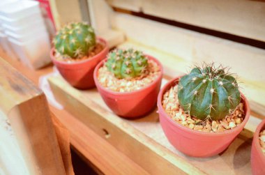 Bir tencereye kaktüs dikimi